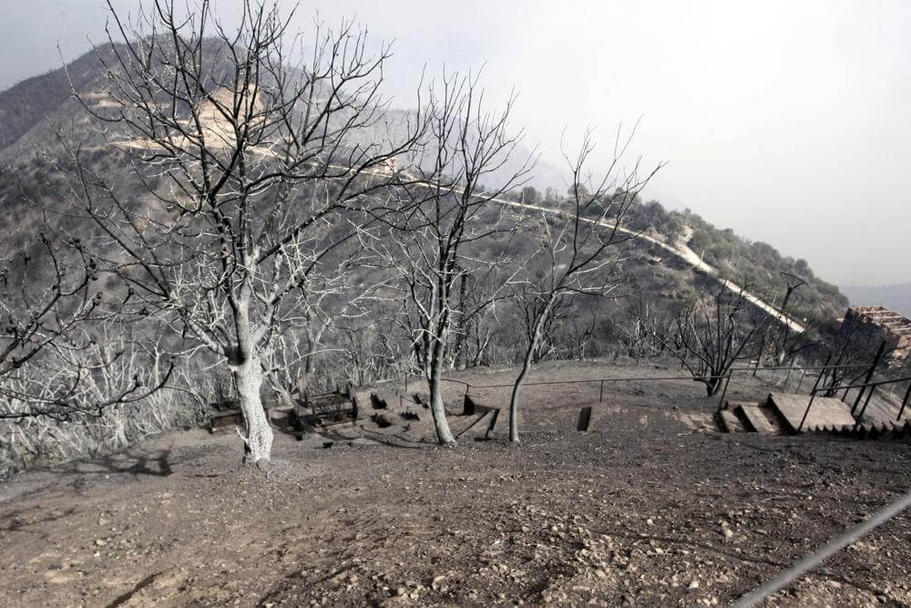 42 Dead as Wildfires Spread Across Algeria